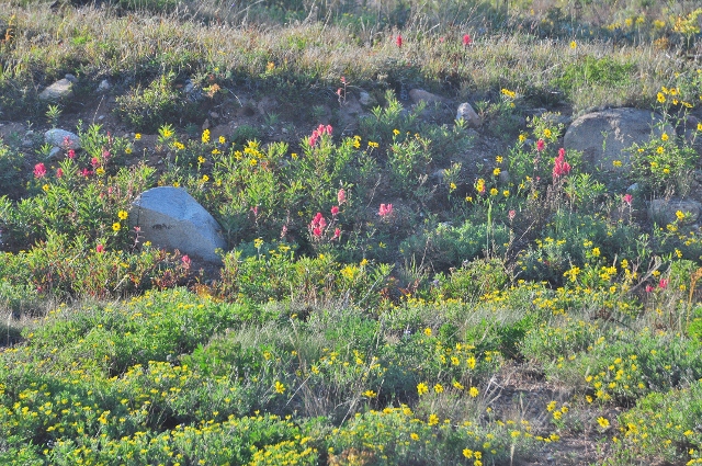 wildflowers